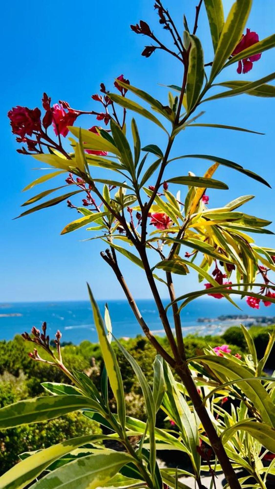 Vue Mer Imprenable Et Piscine Bandol Exterior foto